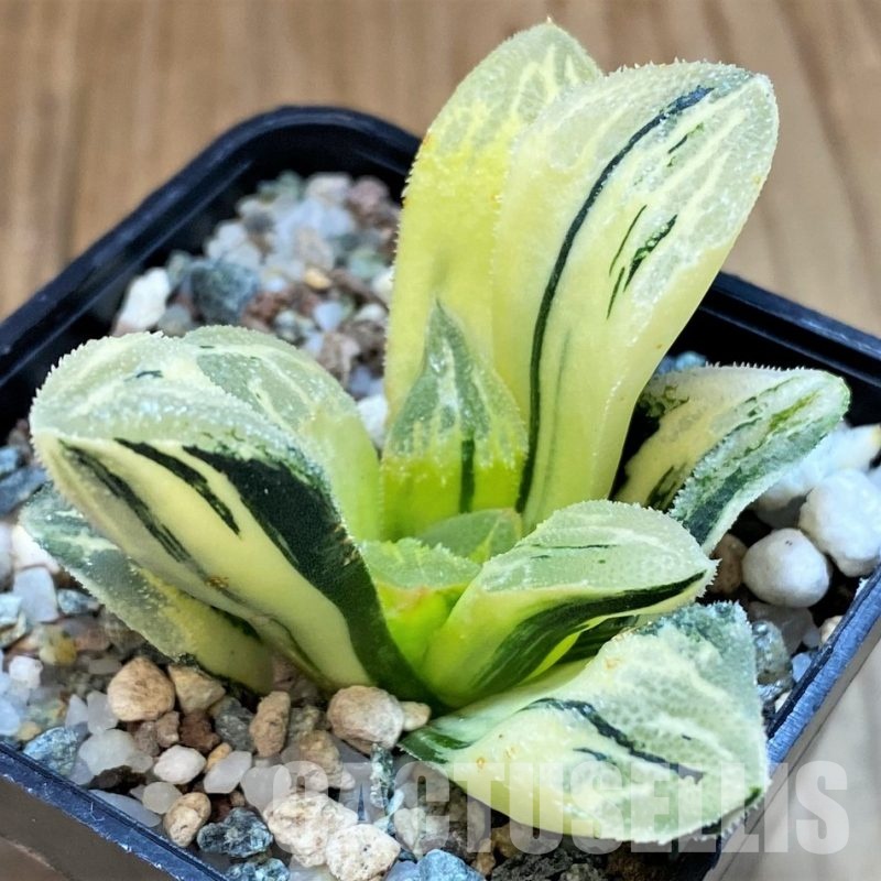 SH29839 Haworthia pygmaea f. variegata