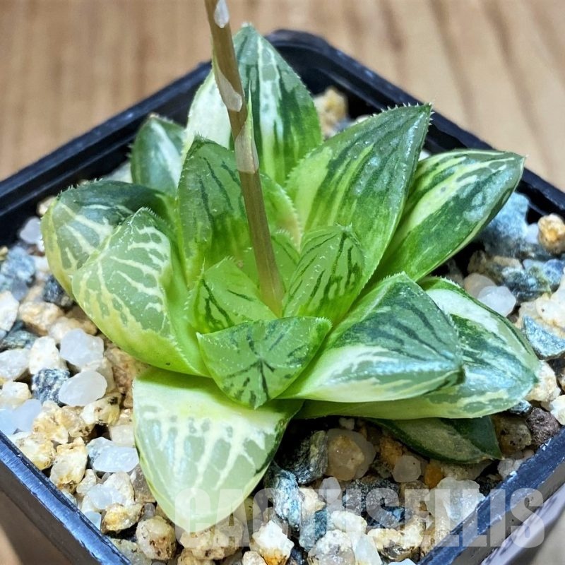SH29895 Haworthia obtusa hybrid f. variegata