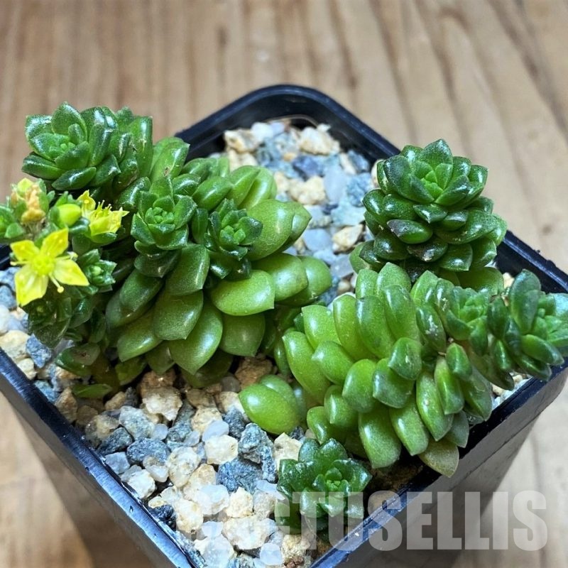 SH29896 Cremnosedum ‘Little Gem’