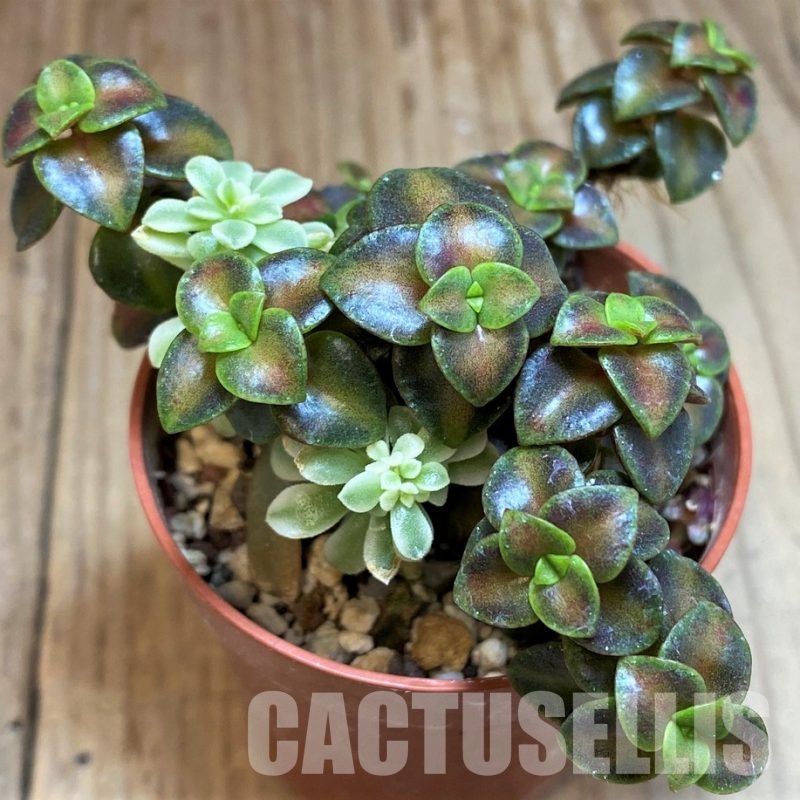 SH29897 Crassula pellucida rubra