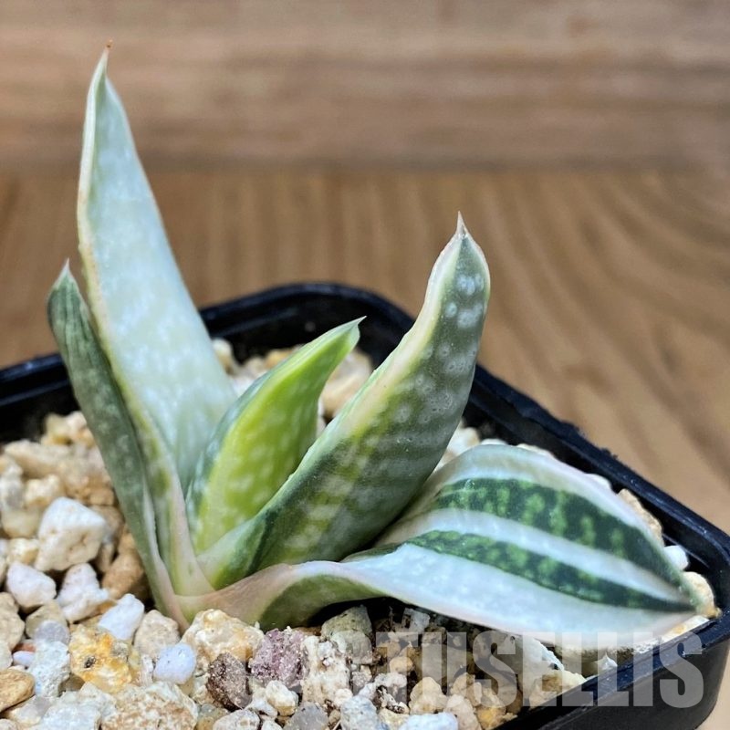 SH29841 Gasteria nigricans f. variegata
