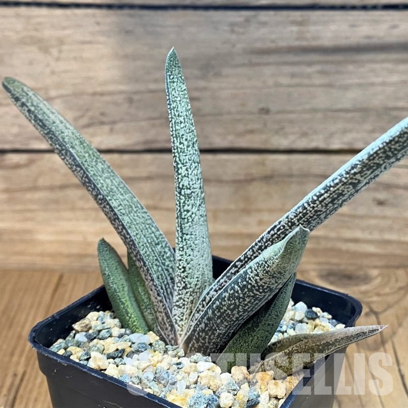 SH29842 Gasteria baylissiana