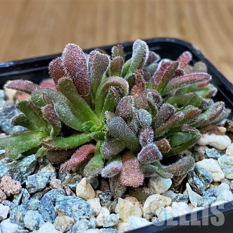 SH29843 Crassula pubescens