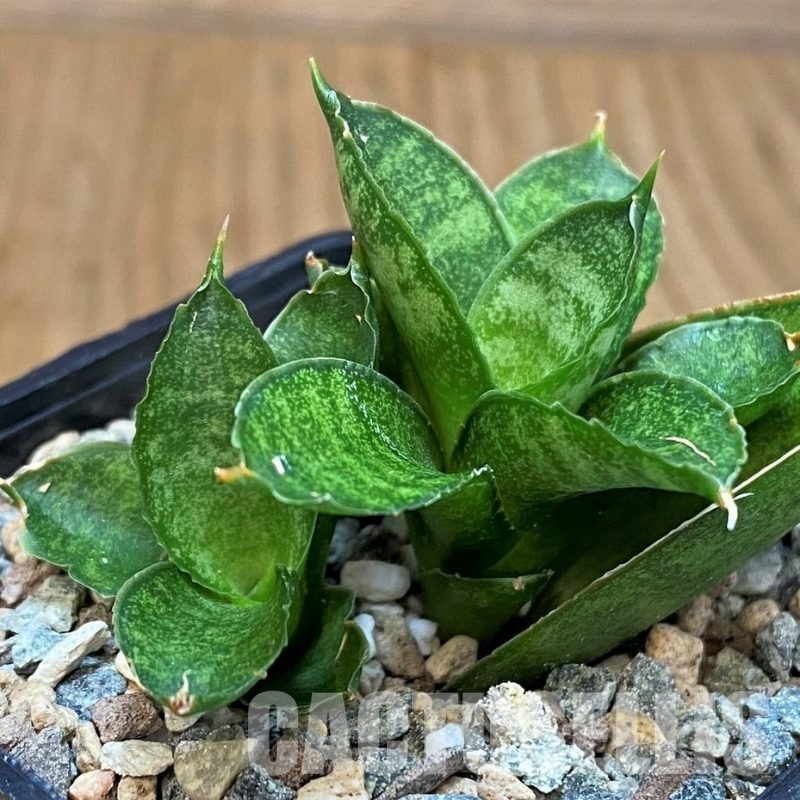 SH29835 Sansevieria 'Margarita' hybrid