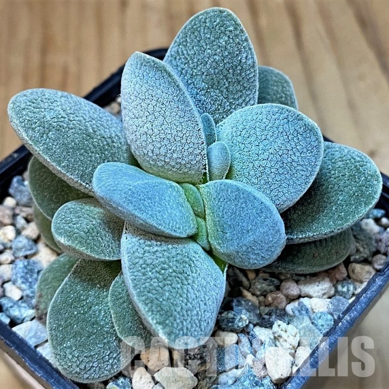 SH29844 Crassula tecta