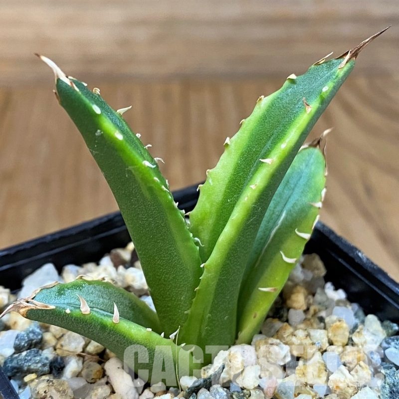 SH29845 Agave titanota f. variegata