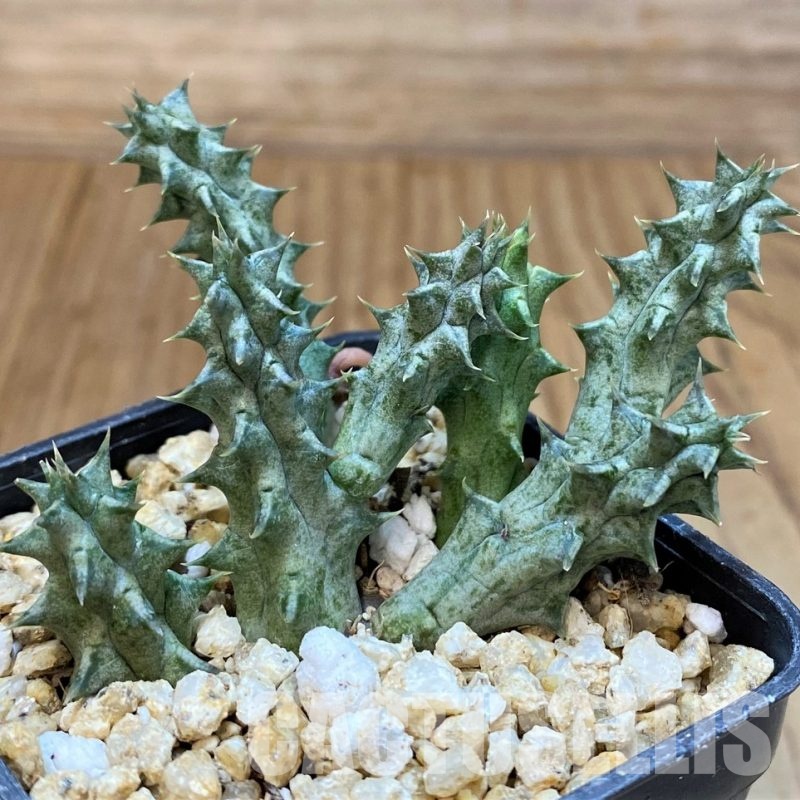 SH29846 Huerorbilianthus 'Pretty Point'