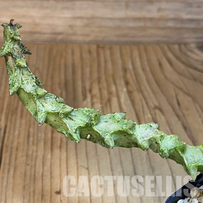 SH29847 Ceropegia simoneae ‘Green Form’