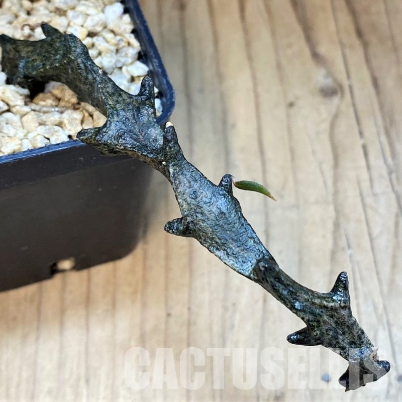 SH29848 Ceropegia bosseri