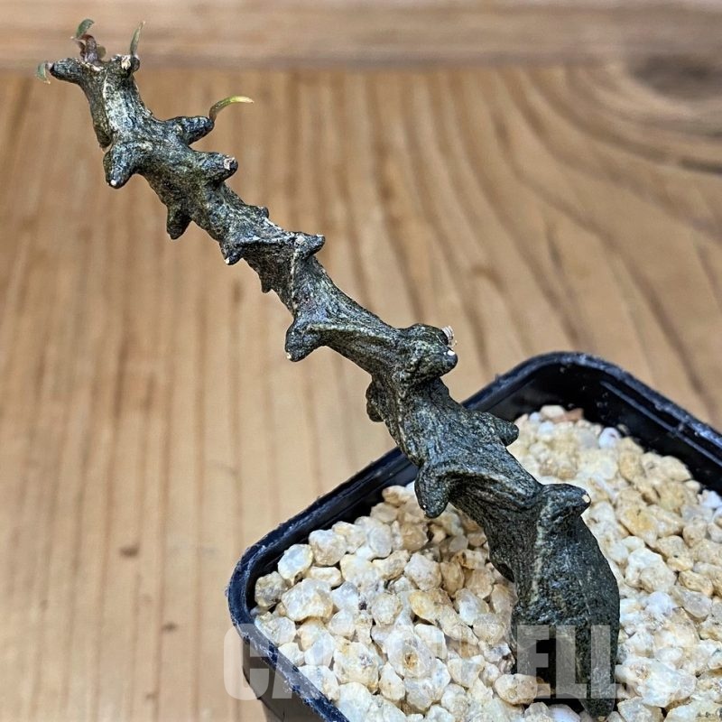 SH29849 Ceropegia bosseri