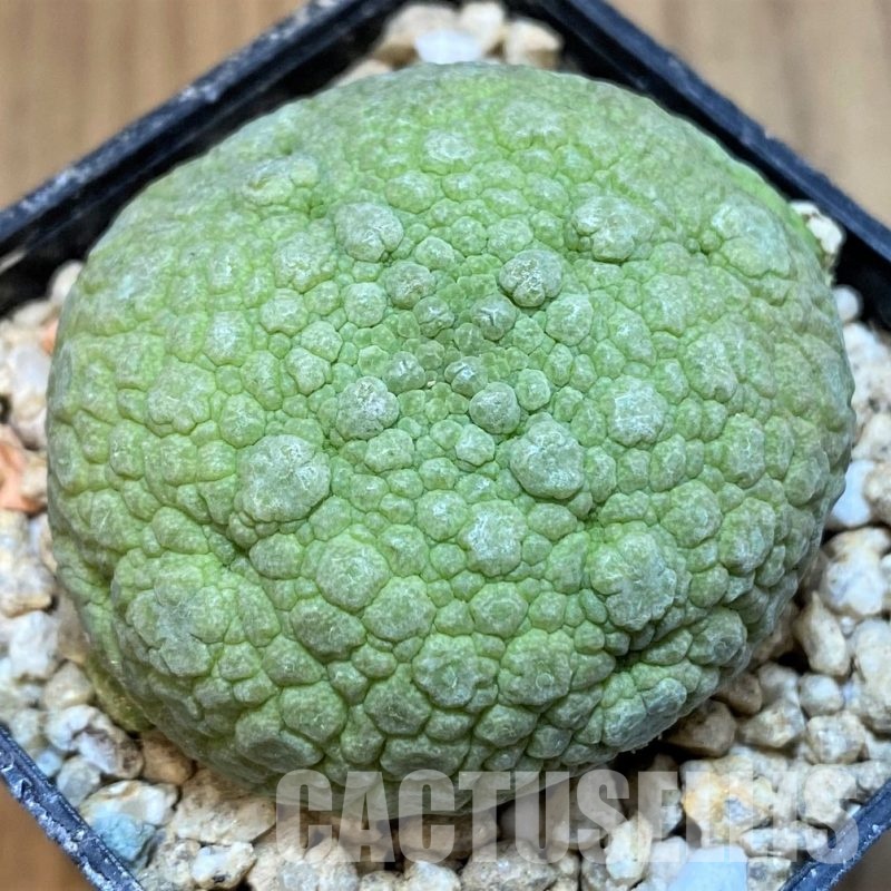 SH29850 Pseudolithos migiurtinus