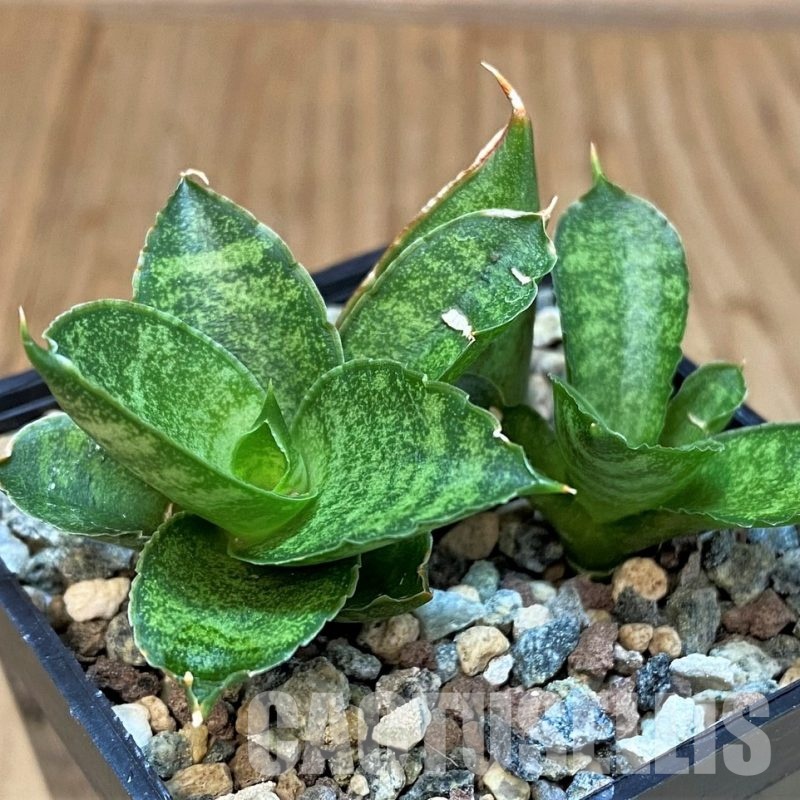 SH29836 Sansevieria 'Margarita' hybrid