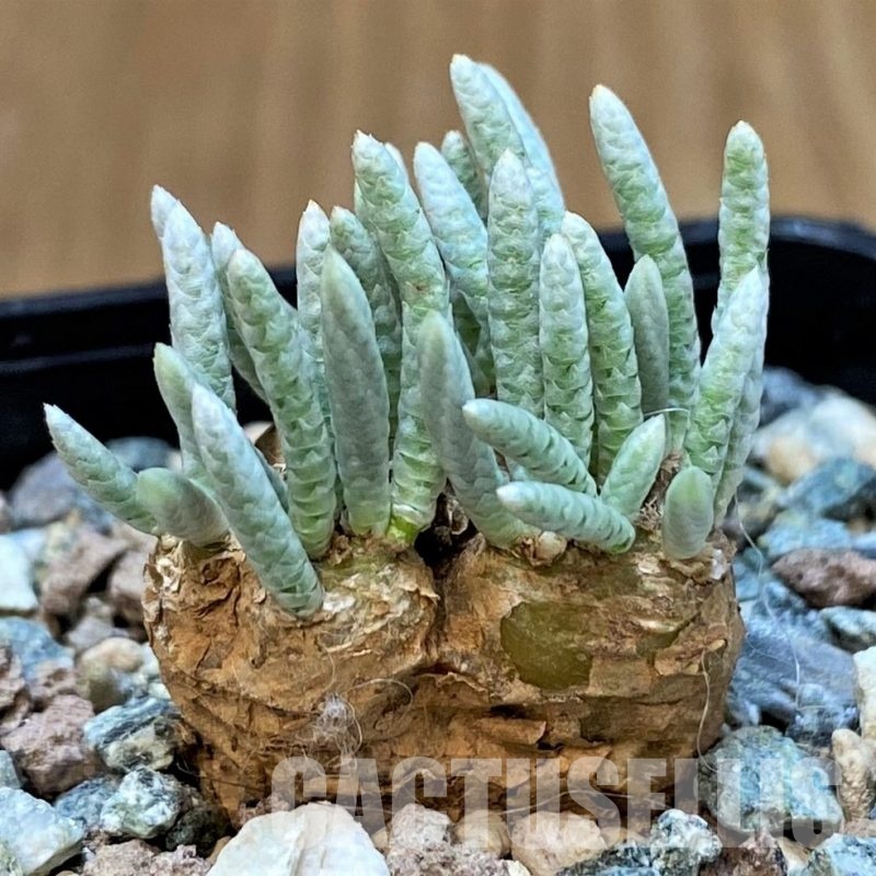 SH29851 Avonia alstonii