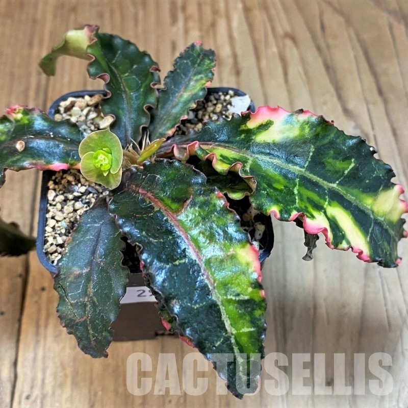 SH29853 Euphorbia francoisii f. variegata