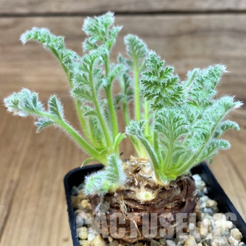 SH29856 Pelargonium triste