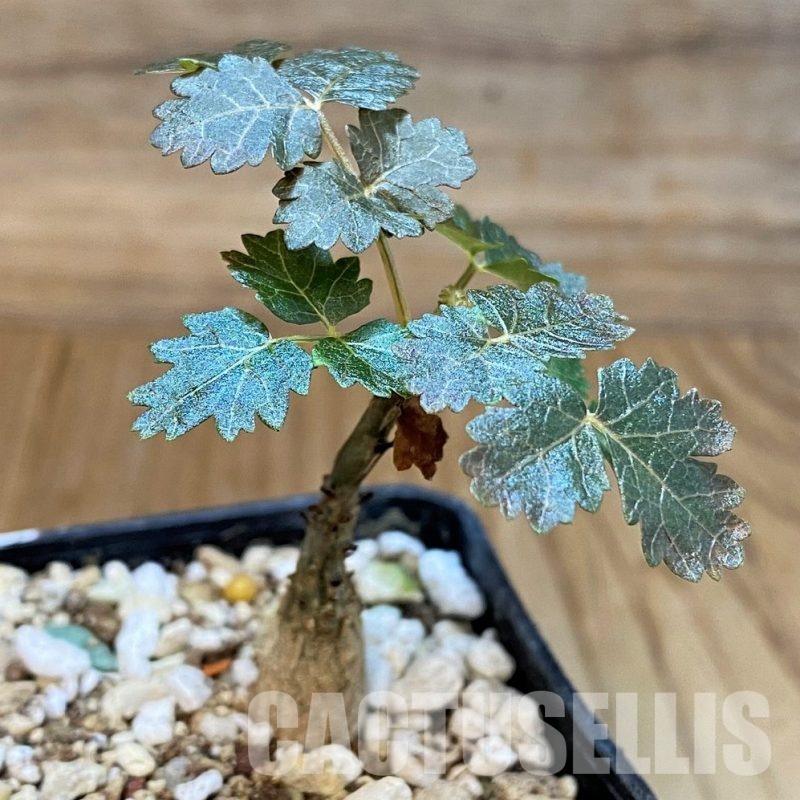 SH29857 Boswellia dioscoridis