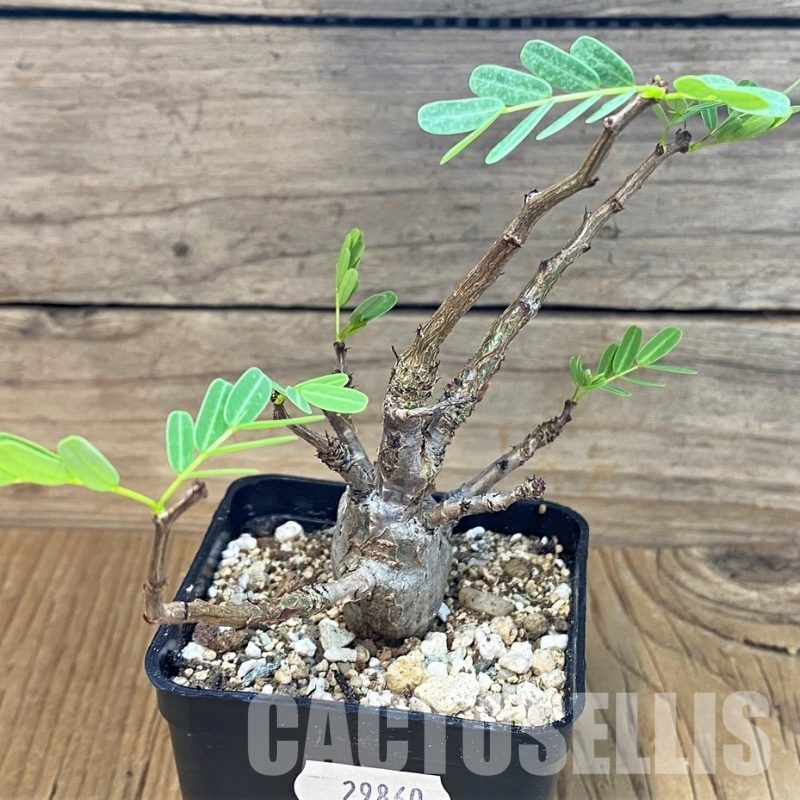 SH29860 Senna meridionalis