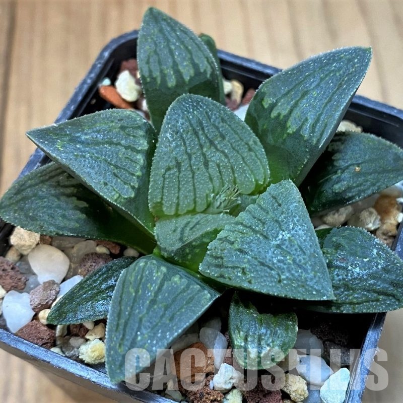 SH29837 Haworthia pygmaea hybrid