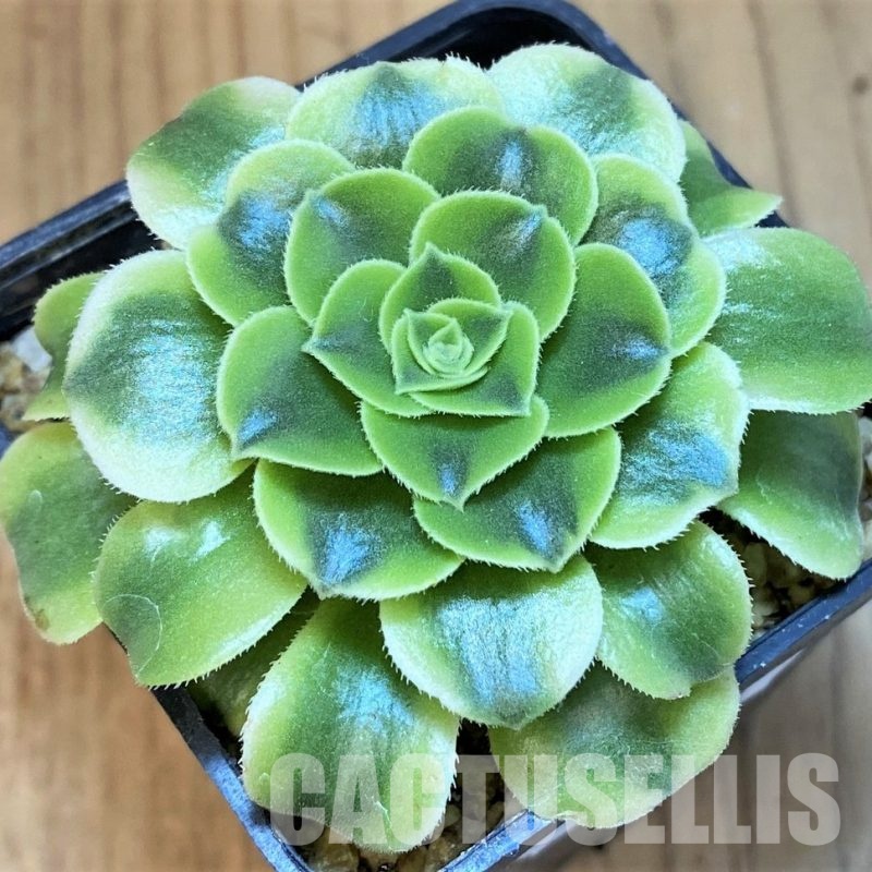 SH30001 Aeonium 'Fiesta'