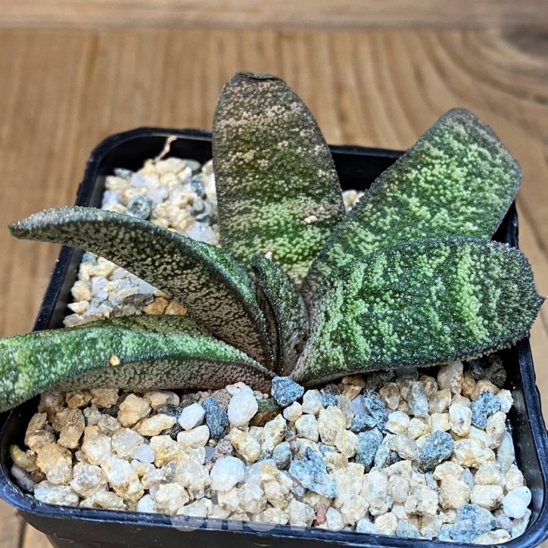 SH29971 Gasteria batesiana