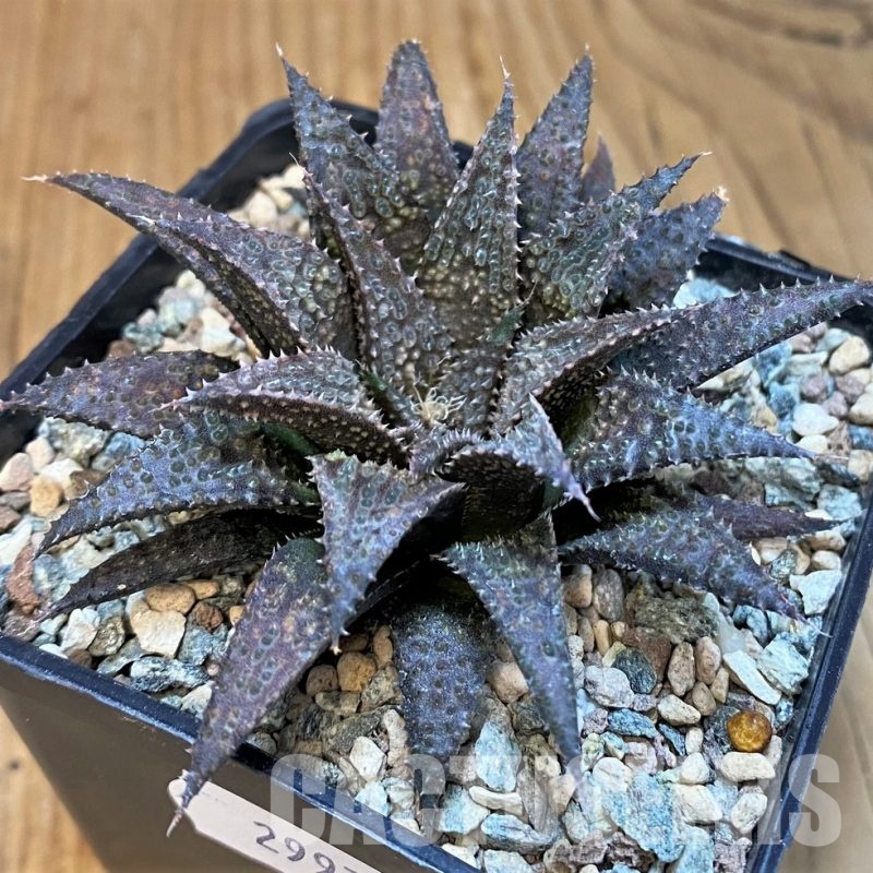 SH29972 Haworthia wimii x koelmaniorum