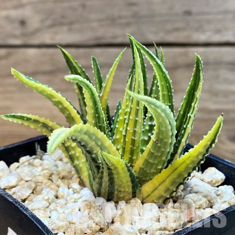 SH29973 Haworthia pumila hybrid f. variegata