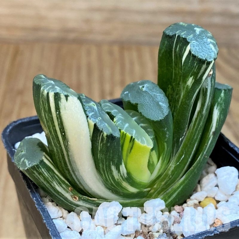 SH29974 Haworthia truncata f. variegata