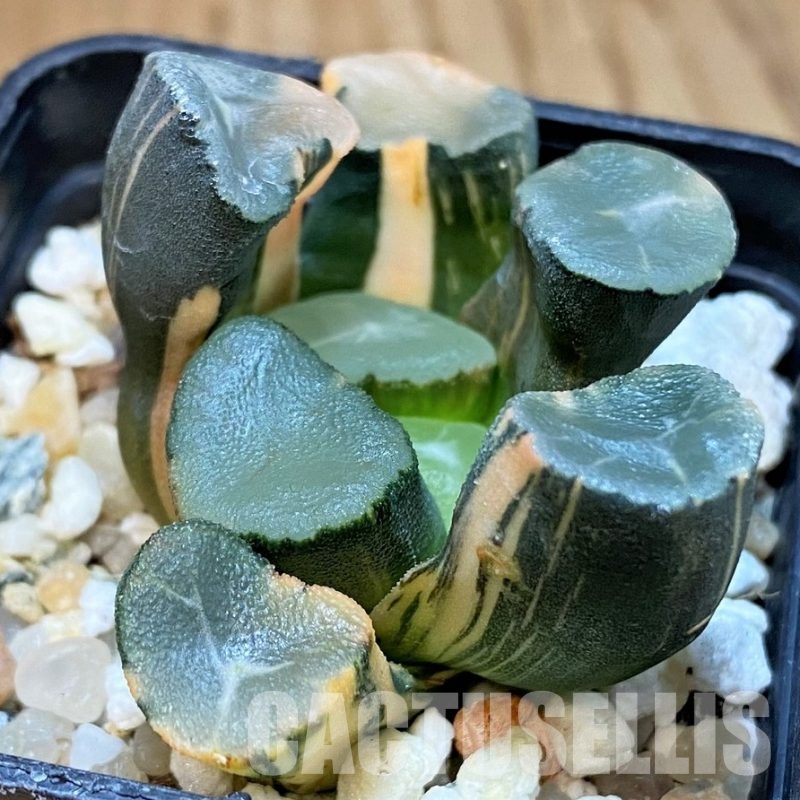 SH29975 Haworthia maughanii f. variegata
