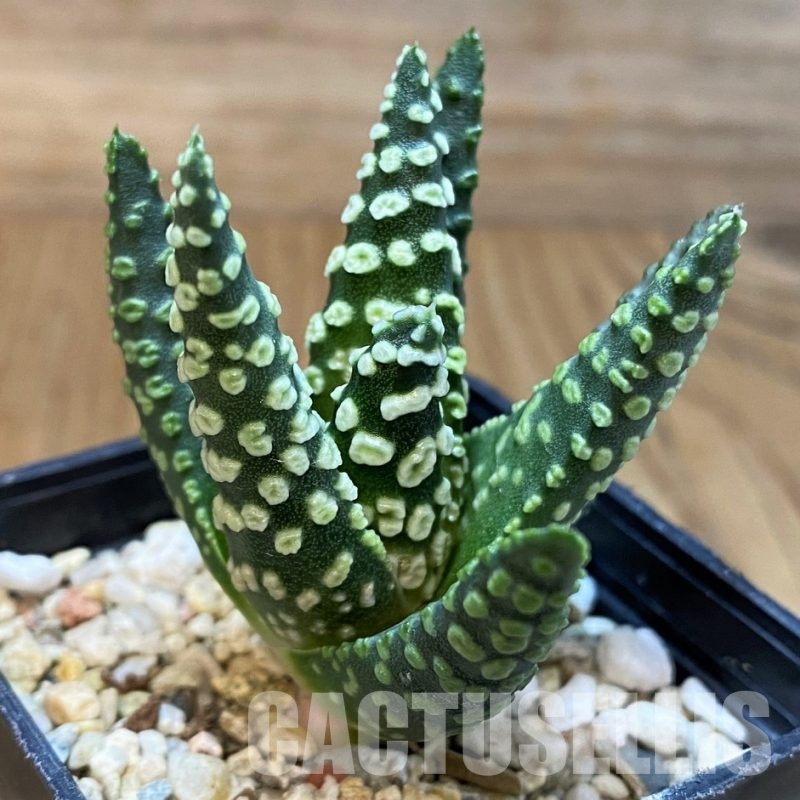 SH29976 Haworthia pumila 'Donut'
