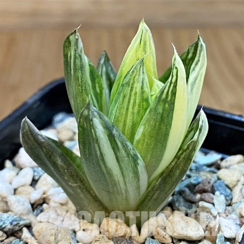 SH29977 Haworthia cymbiformis f. variegata