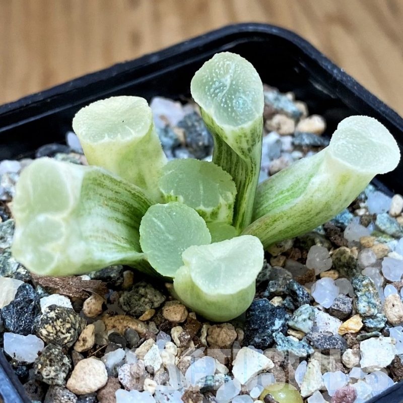 SH29978 Haworthia maughanii ‘White Brocade of All Things’
