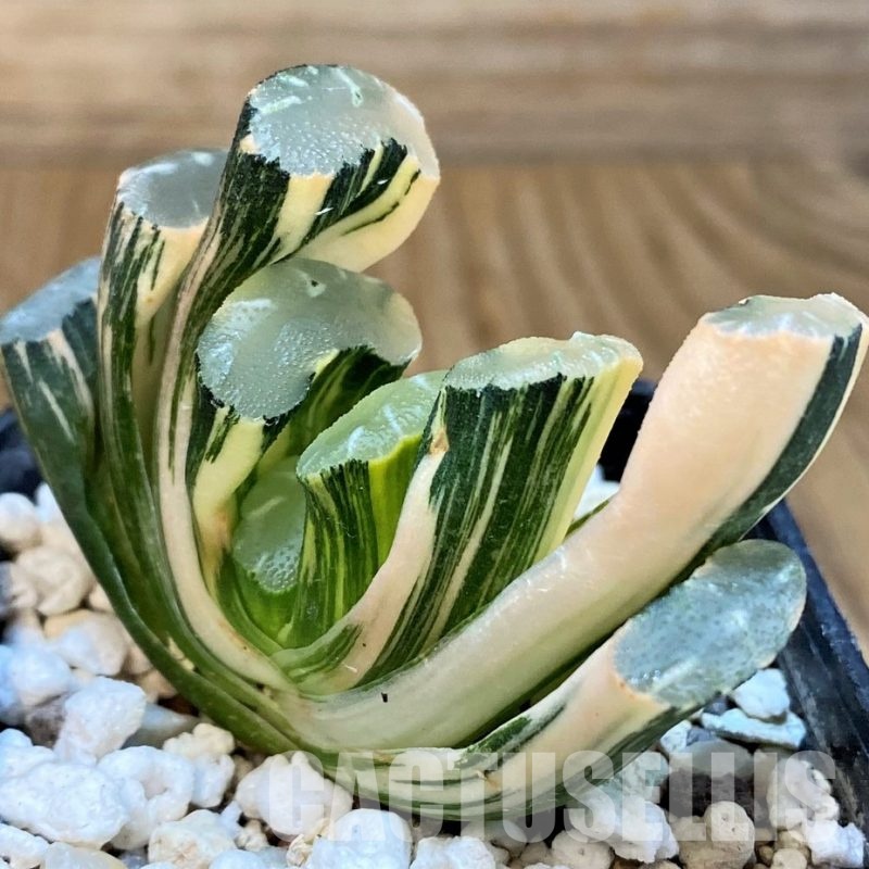 SH29980 Haworthia truncata f. variegata