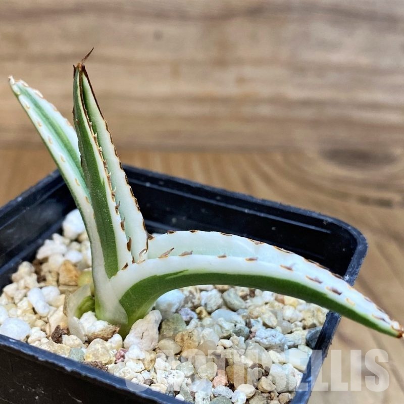 SH29981 Agave victoriae-reginae 'White Rhino'