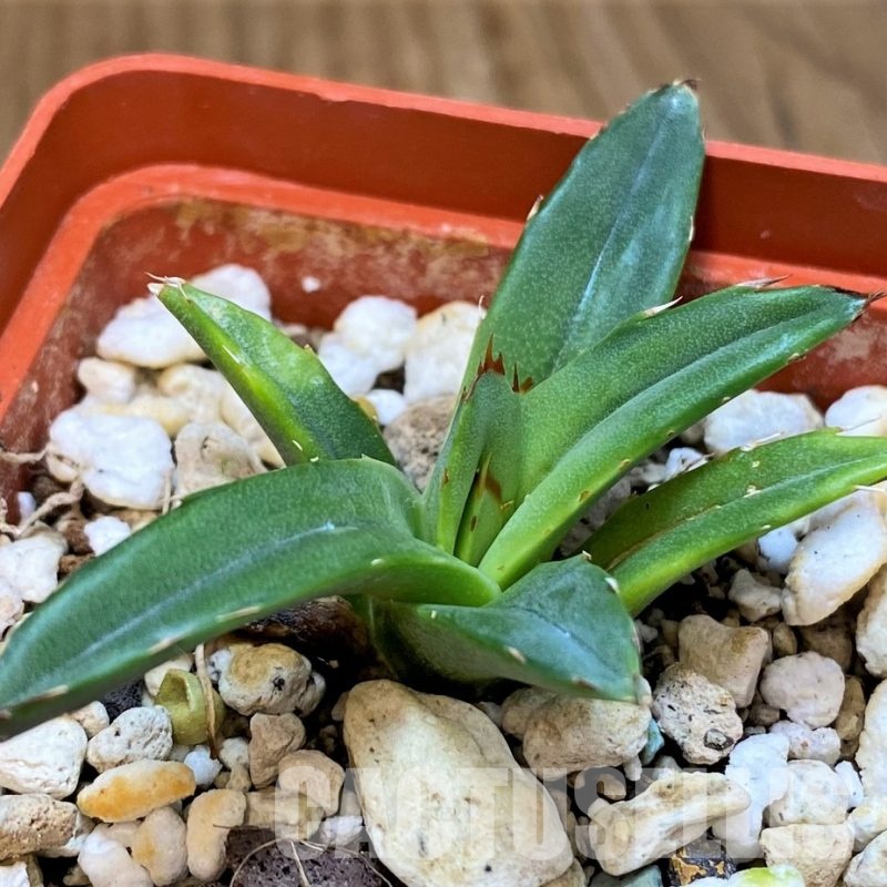 SH29982 Agave victoriae-reginae 'Compacta'
