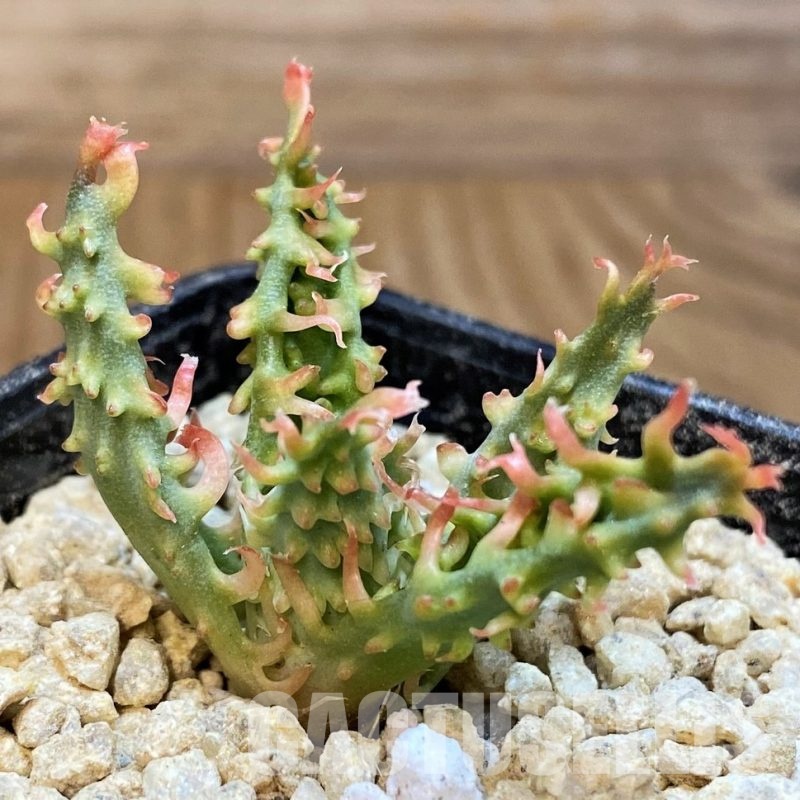 SH29983 Aloe TCT hybrid