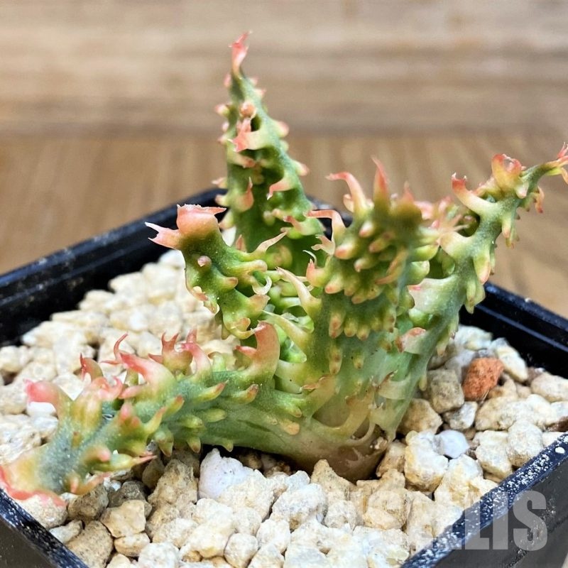 SH29984 Aloe TCT hybrid