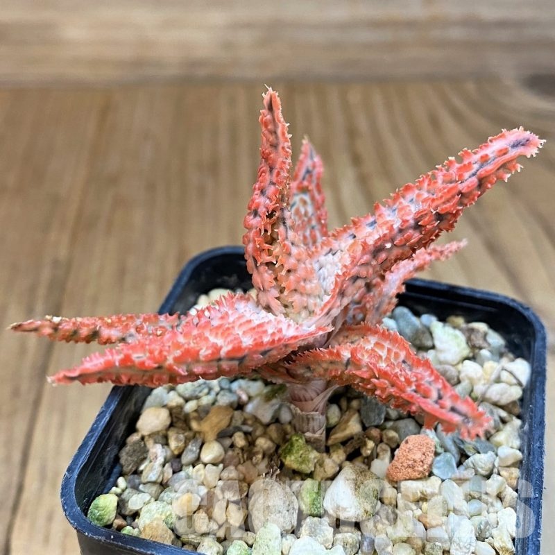 SH29985 Aloe TCT hybrid