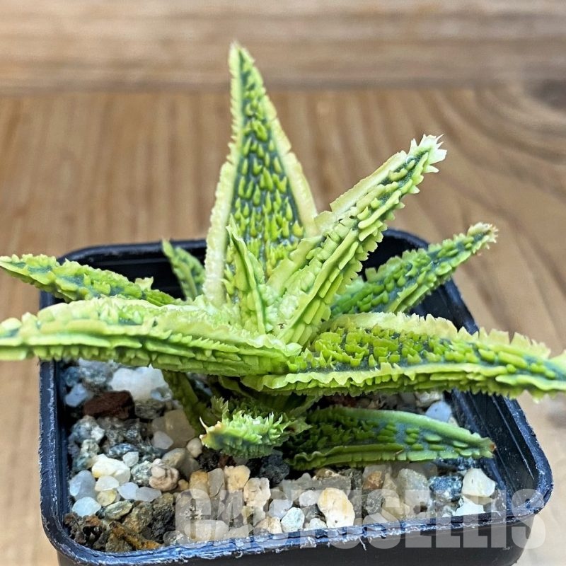 SH29986 Aloe TCT hybrid