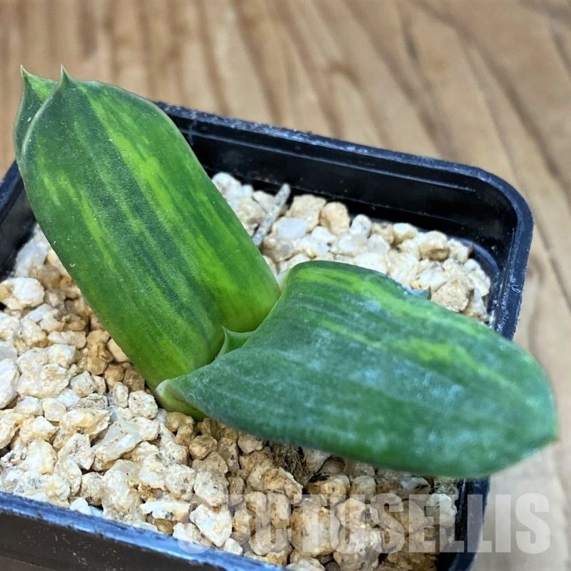SH29969 Gasteria hybrid f. variegata -Japan-