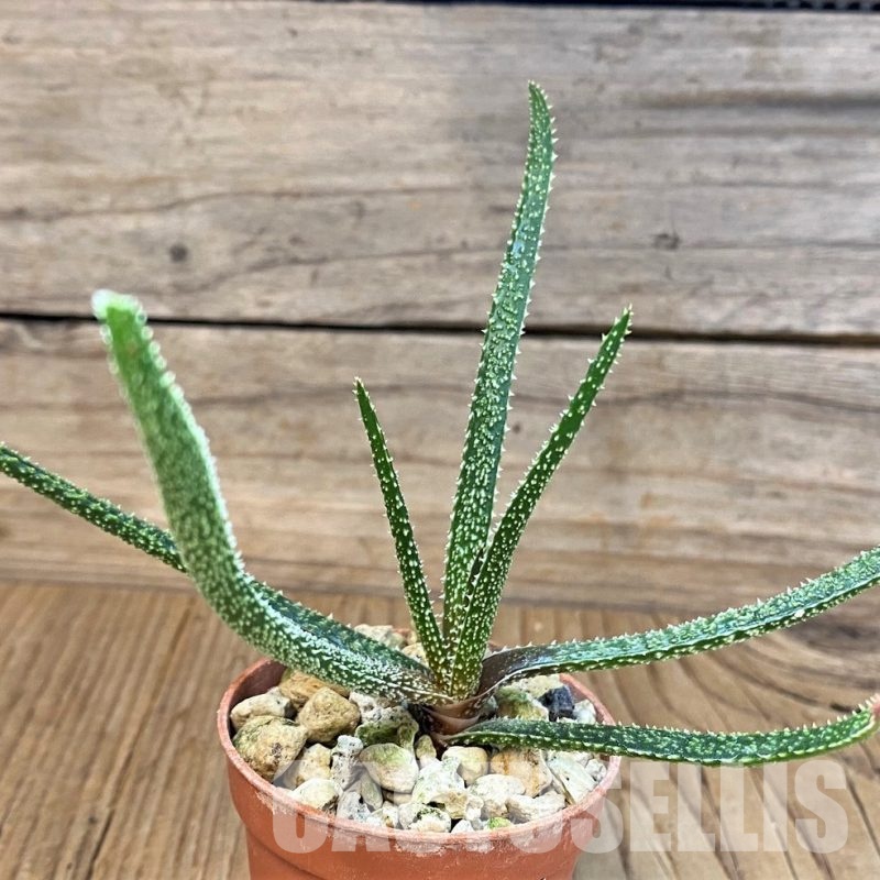 SH29987 Aloe delicatifolia