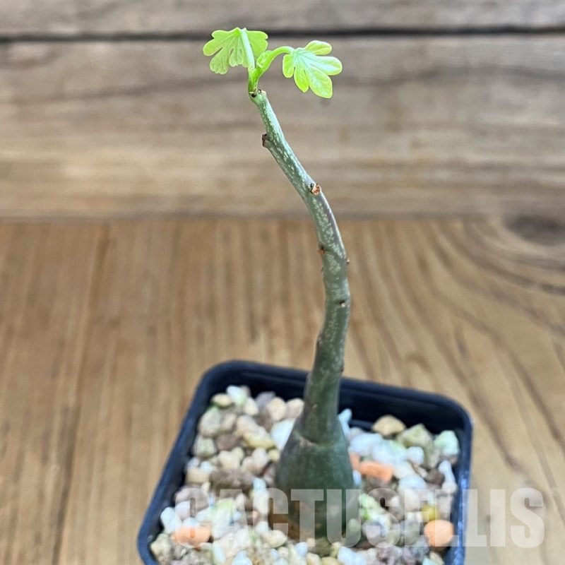 SH29990 Adenia glauca