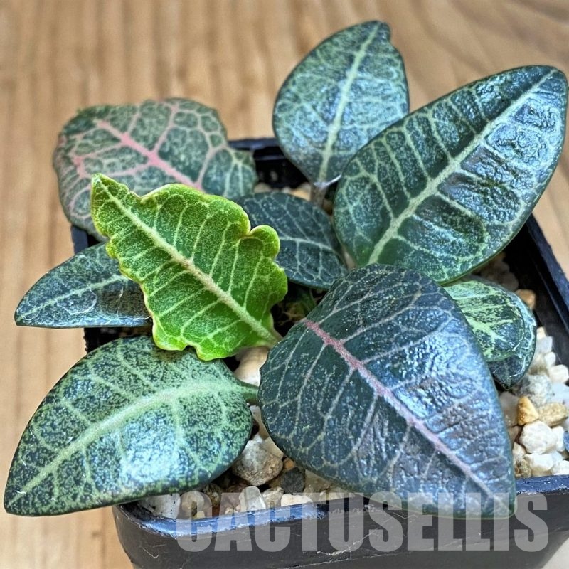 SH29991 Euphorbia francoisii hybrid