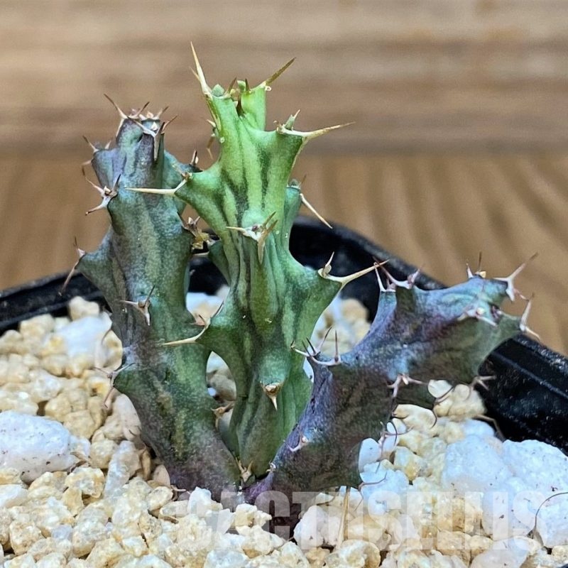 SH29992 Euphorbia sp. nova aff. similiramea