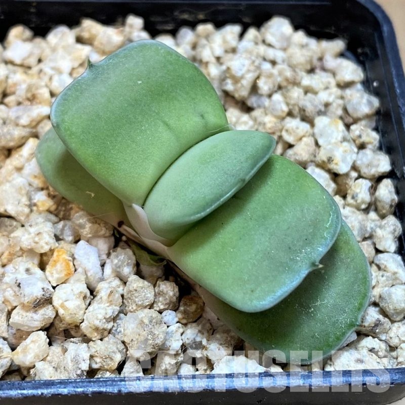 SH29970 Gasteria 'Vivaio' KG98