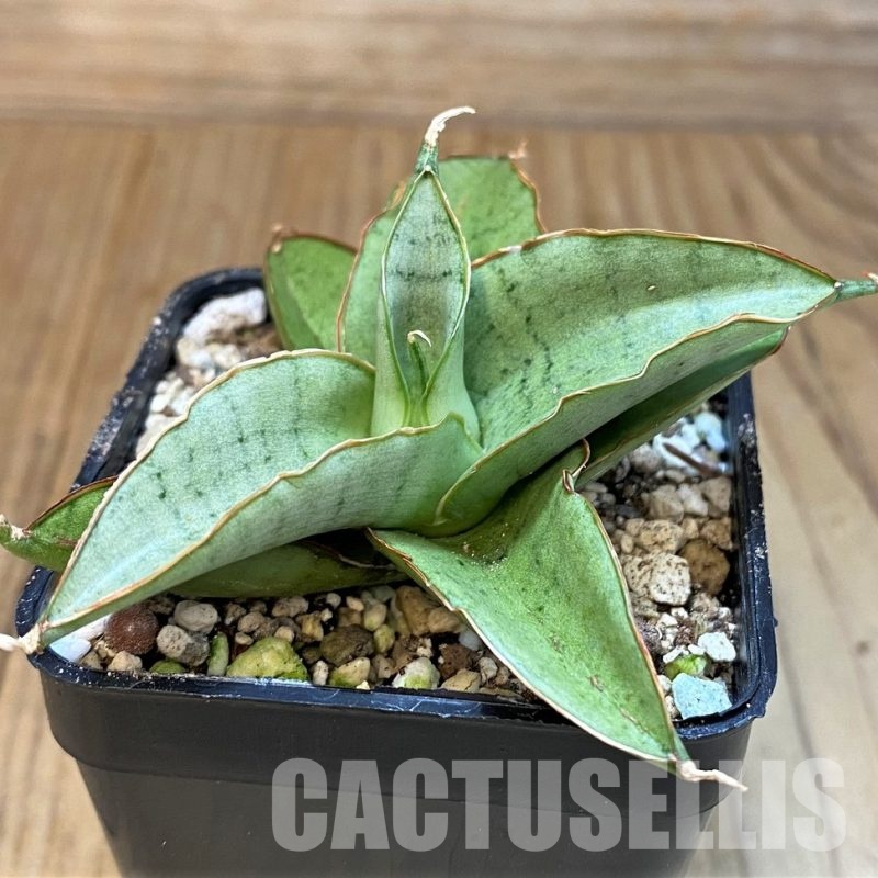 SH29993 Sansevieria 'Silver Rosette'