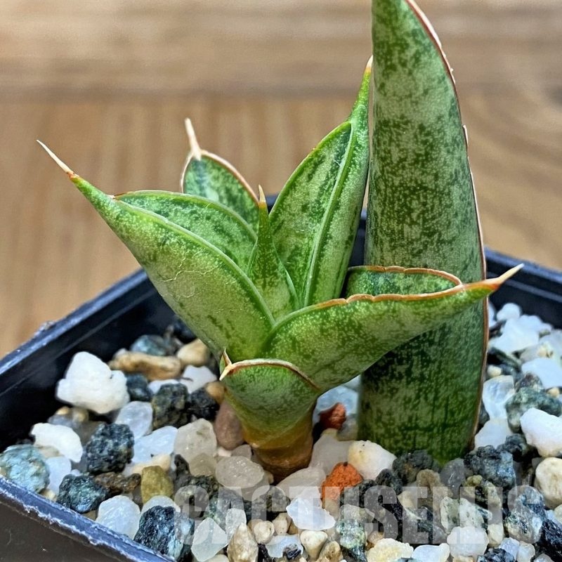 SH29994 Sansevieria ‘Rockman’