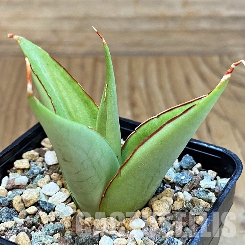 SH29995 Sansevieria 'Milano'