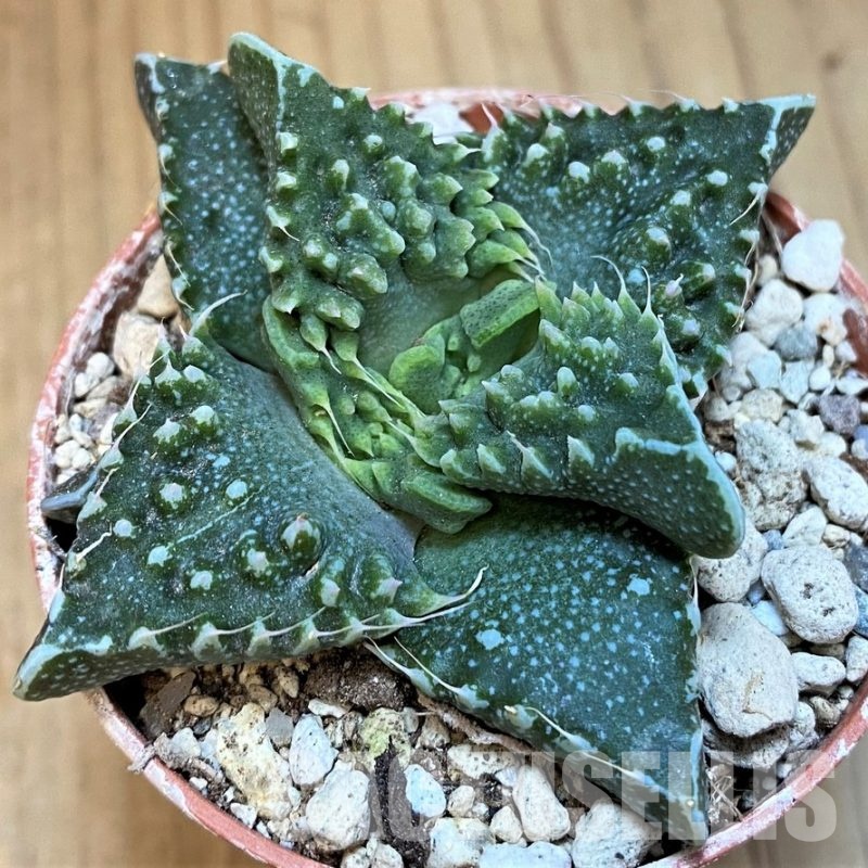 SH29997 Faucaria tuberculosa
