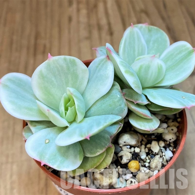 SH29998 Echeveria ‘Lemon and Lime White Mutation’