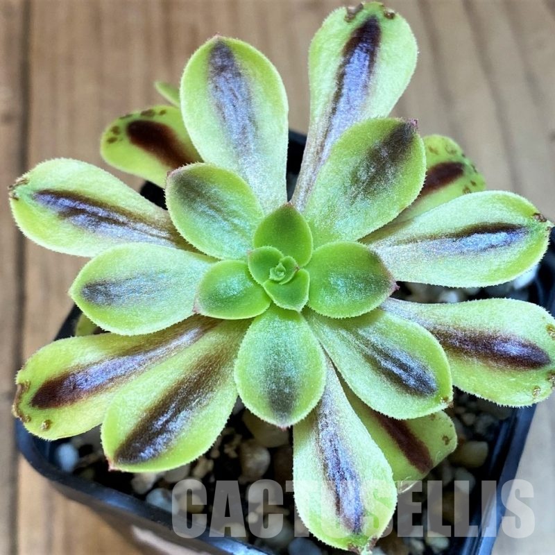 SH30063 Aeonium 'Superbang'